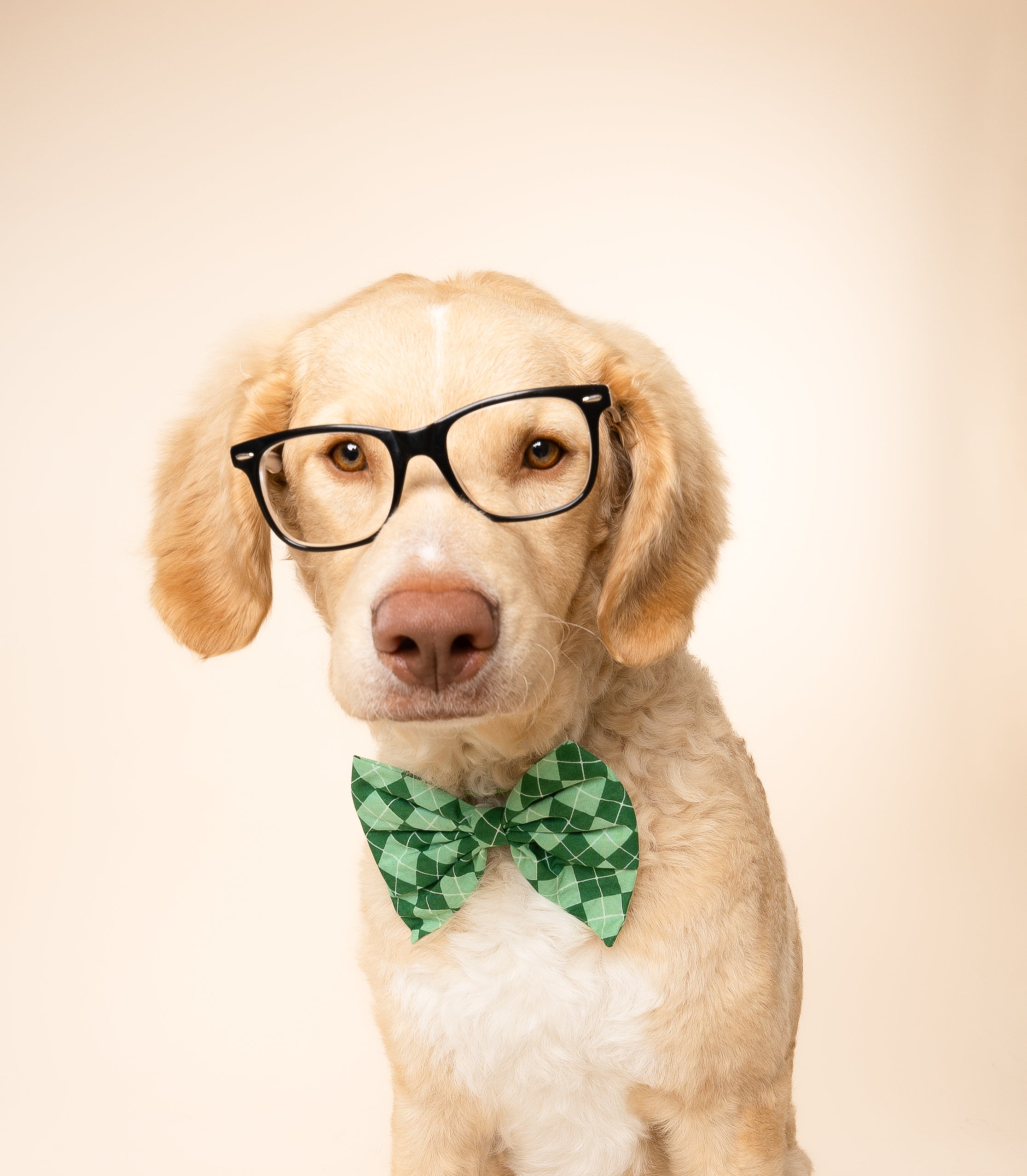 Valentine's Day And St. Patrick's Day Slide On The Collar Pet Bow Ties - Cotton - Washable