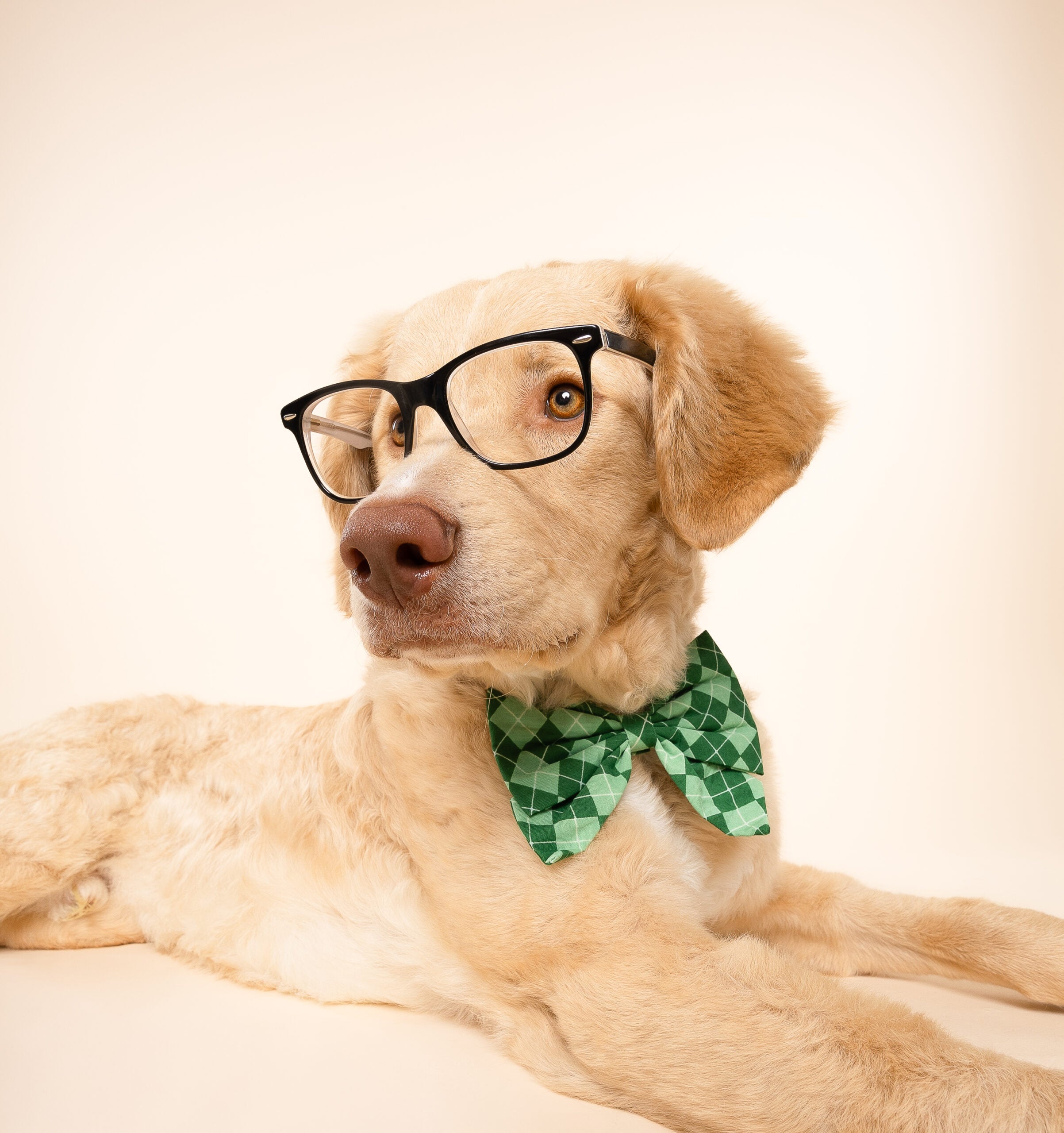Valentine's Day And St. Patrick's Day Slide On The Collar Pet Bow Ties - Cotton - Washable
