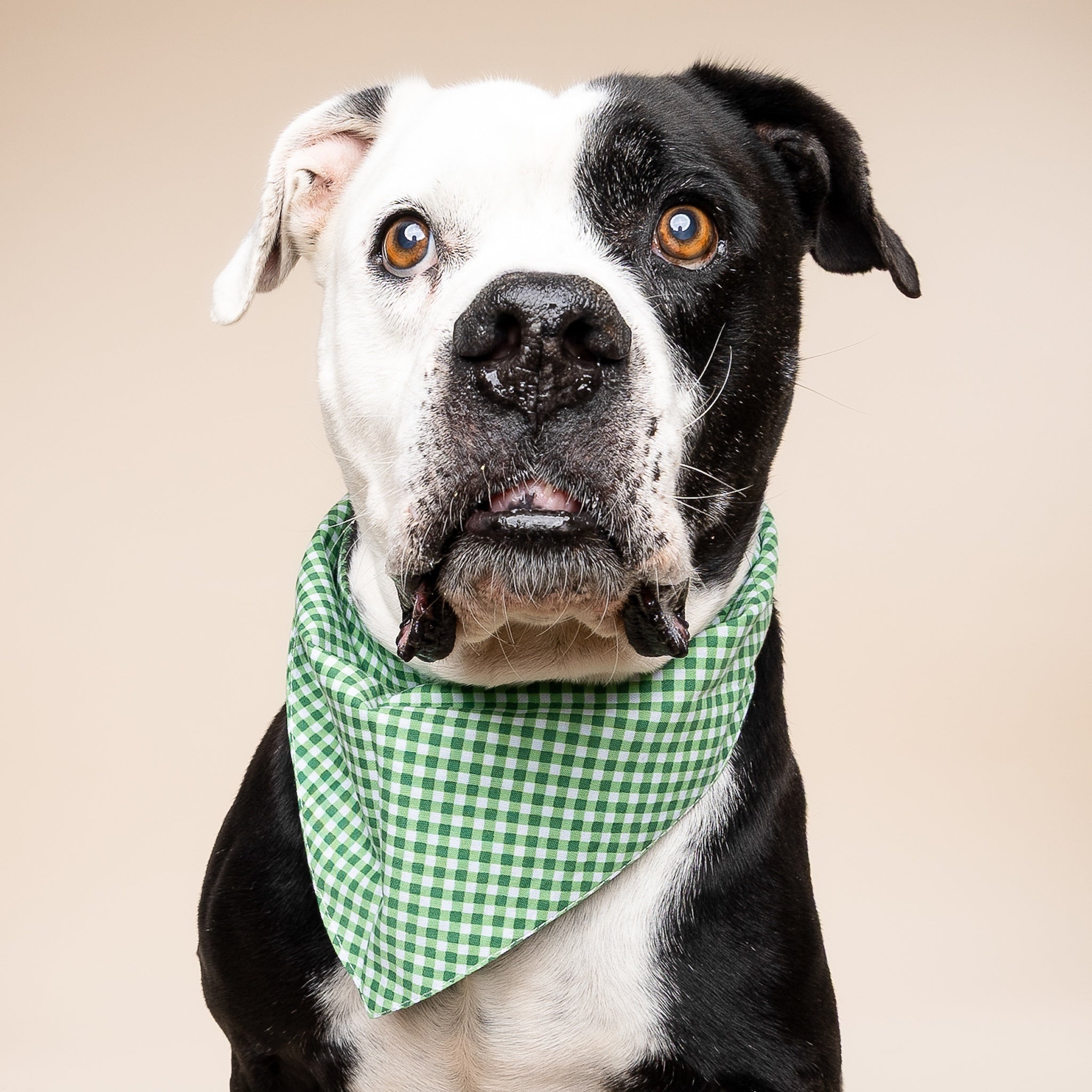 Valentine's Day And St. Patrick's Day Reversible Pet Bandanas - 100% Cotton - Slide On The Collar And Tie On - Washable